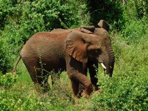 Ngasha und Faraja gehen eigene Wege (c) Sheldrick Wildlife Trust