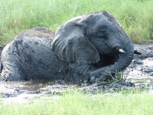 Ngasha ist jetzt schwarz (c) Sheldrick Wildlife Trust