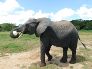 Quanza hat fast ausgesoffen (c) Sheldrick Wildlife Trust