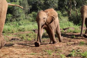 Roho (c) Sheldrick Wildlife Trust