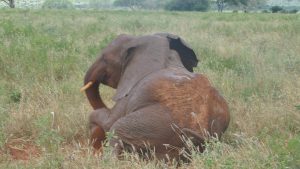 Rorogoi beim Spielen (c) Sheldrick Wildlife Trust