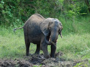 Shukuru an der Suhle in den Chyulu Hills, wo sie auch oft wilde Elefanten treffen (c) Sheldrick Wildlife Trust