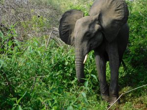 Shukuru mag die weichen Blätter (c) Sheldrick Wildlife Trust