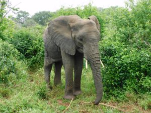 Sonje beim Aufstieg (c) Sheldrick Wildlife Trust