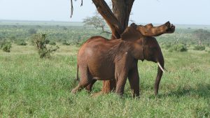 Suswa (c) Sheldrick Wildlife Trust