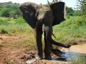 Ziwa gönnt sich eine kleine Abkühlung (c) Sheldrick Wildlife Trust