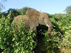 Ziwa hat sich vom Rest der Herde abgesetzt (c) Sheldrick Wildlife Trust