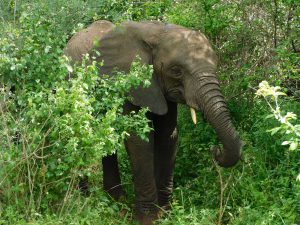Zongoloni (c) Sheldrick Wildlife Trust
