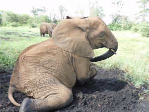 Zongoloni (c) Sheldrick Wildlife Trust