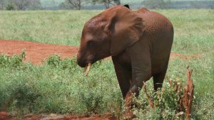 Aruba (c) Sheldrick Wildlife Trust