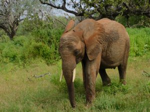 Barsilinga (c) Sheldrick Wildlife Trust