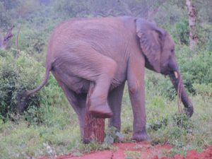 Esampu beim Kratzen (c) Sheldrick Wildlife Trust