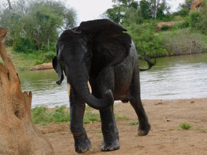 Ishanga (c) Sheldrick Wildlife Trust
