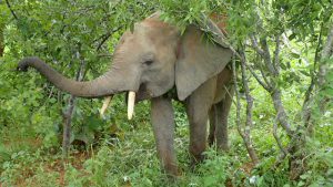 Karisa beim Fressen (c) Sheldrick Wildlife Trust