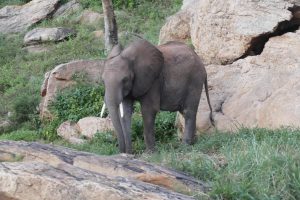 Kauro (c) Sheldrick Wildlife Trust