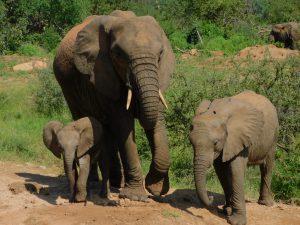 Lili, Loijuk und Kama (c) Sheldrick Wildlife Trust