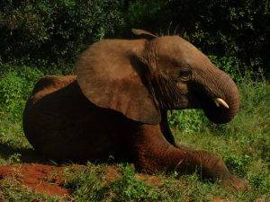 Mteto (c) Sheldrick Wildlife Trust