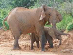 Nasalot mit Nusu (c) Sheldrick Wildlife Trust