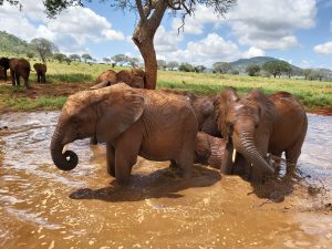 Ndotto und Rorogoi (c) Sheldrick Wildlife Trust