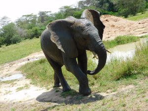 Alamaya (c) Sheldrick Wildlife Trust