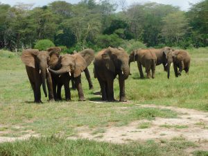 Die Herde auf dem Weg zu ihren Keepern (c) Sheldrick Wildlife Trust