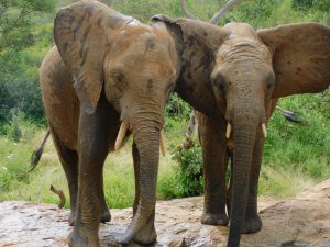 Karisa und Mundusi (c) Sheldrick Wildlife Trust