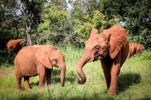 Kiasa und Tagwa (c) Sheldrick Wildlife Trust