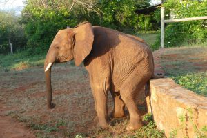 Lasayen kratzt sich den Hintern (c) Sheldrick Wildlife Trust