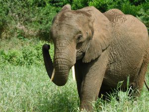 Lima Lima (c) Sheldrick Wildlife Trust