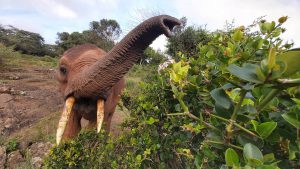 Luggard (c) Sheldrick Wildlife Trust