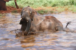 Mashariki in der Suhle (c) Sheldrick Wildlife Trust