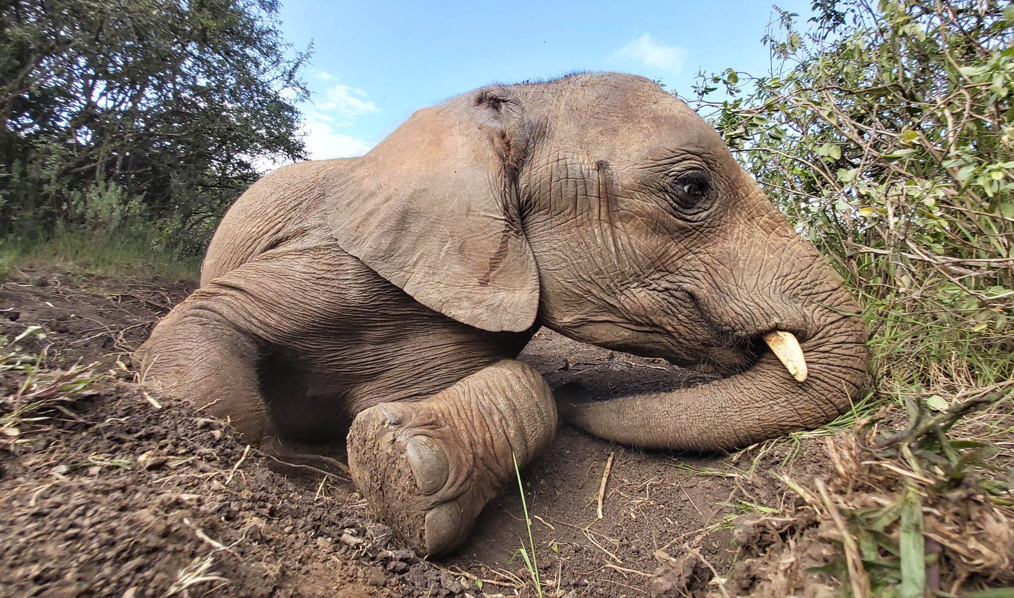 Musiara (c) Sheldrick Wildlife Trust