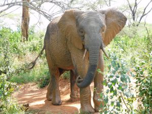 Mwashoti mit seinem Schlamm-Sonnenschutz nach der Suhle (c) Sheldrick Wildlife Trust
