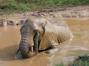 Ngasha nach dem Suhlen (c) Sheldrick Wildlife Trust
