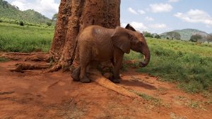 Sagala (c) Sheldrick Wildlife Trust
