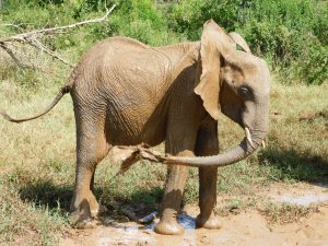 Shukuru (c) Sheldrick Wildlife Trust