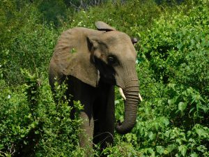 Shukuru (c) Sheldrick Wildlife Trust