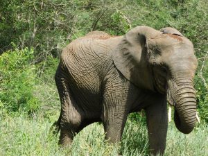 Sonje (c) Sheldrick Wildlife Trust
