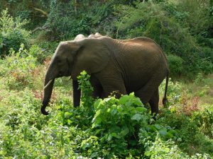 Sonje (c) Sheldrick Wildlife Trust