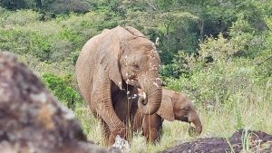 Tamiyoi (c) Sheldrick Wildlife Trust