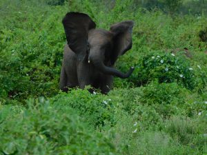Naseku im Scheinangriff (c) Sheldrick Wildlife Trust