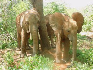 Olsekki und Ambo (c) Sheldrick Wildlife Trust