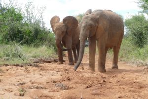 Ambo und Jotto (c) Sheldrick Wildlife Trust