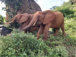 Arruba (links) und Suswa (c) Sheldrick Wildlife Trust