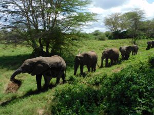 Die Waisen bilden eine Reihe, um sich gleich für ihre Milchflaschen anzustellen (c) Sheldrick Wildlife Trust