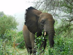 Faraja (c) Sheldrick Wildlife Trust