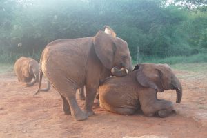 Godoma (vorn) und Mbegu (hinten) (c) Sheldrick Wildlife Trust