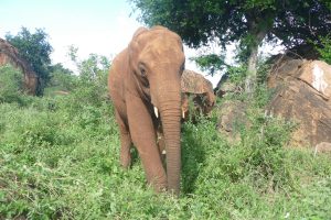 Mbegu auf dem Abstieg (c) Sheldrick Wildlife Trust
