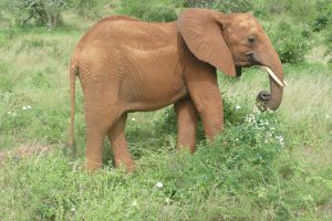 Mudanda beim Fressen (c) Sheldrick Wildlife Trust