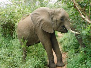 Murera (c) Sheldrick Wildlife Trust